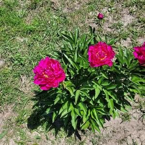 Meet your Posher, Josh